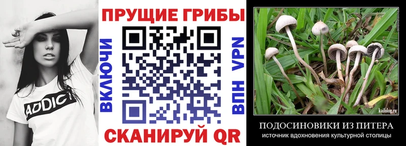 дарнет шоп  Алагир  KRAKEN tor  Галлюциногенные грибы Psilocybe 